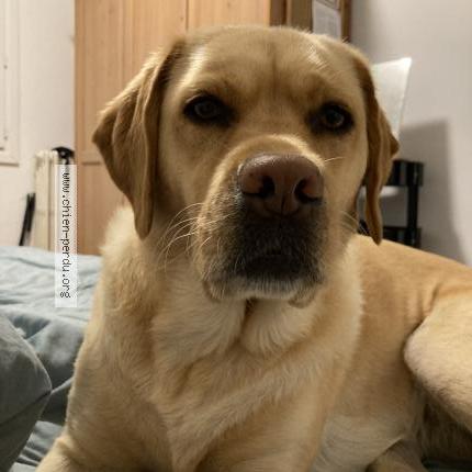 Photo 1/1 Starla Chien lost in St herblain