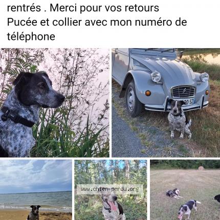 Photo 1/1 Ruby Chien lost in Nerac