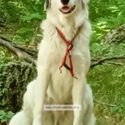 Photo 1/1 Pierrot Chien lost in Laviolle