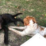 Picture of dog found at Pierric