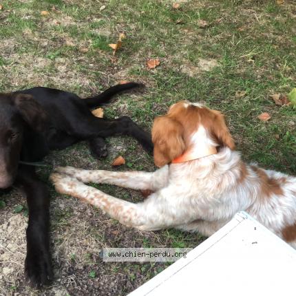 Photo 1/1 Found dog Found in Pierric