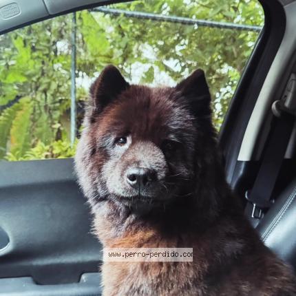 Photo 1/1 Morita Chien lost in Managua