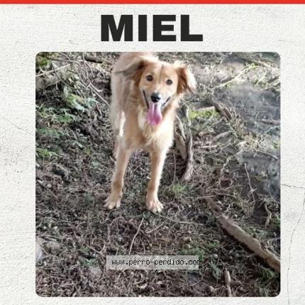 Photo 1/1 Miel Chien lost in Barrial de heredia