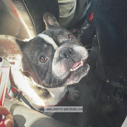 Photo 1/1 Tupá Chien lost in Cordoba