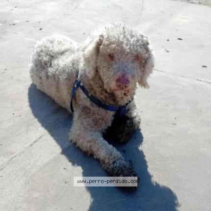 Photo 1/1 Pachi Chien lost in Temperley