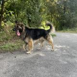 Picture of dog found at Cluses