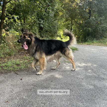 Photo 1/1 Found dog Found in Cluses