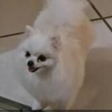 Photo of a dog found in Le Gosier