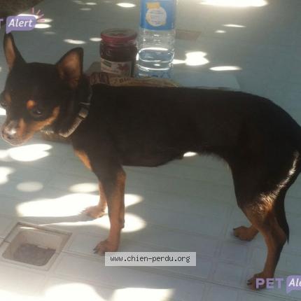 Photo 1/1 Eva Chien lost in Albi