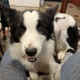 Picture of dog lost at Pintac