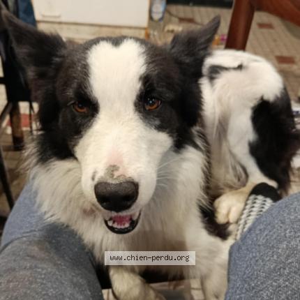 Photo 1/1 Youky Chien lost in Pintac