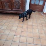 Picture of dog found at Saint Nazaire
