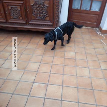 Photo 1/1 Found dog Found in Saint nazaire