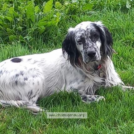 Photo 1/1 Ty punch Chien lost in Montauban