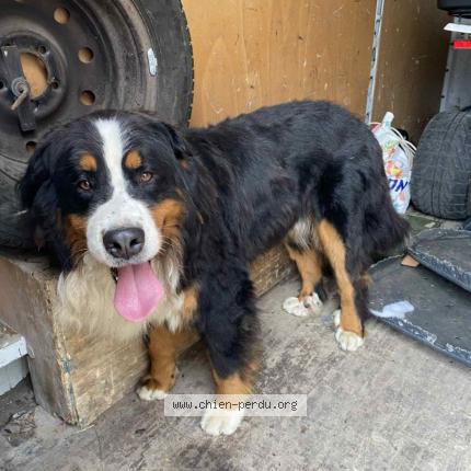 Photo 1/1 Found dog Found in Fiefs