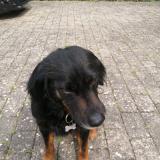 Picture of dog lost at Rolleboise