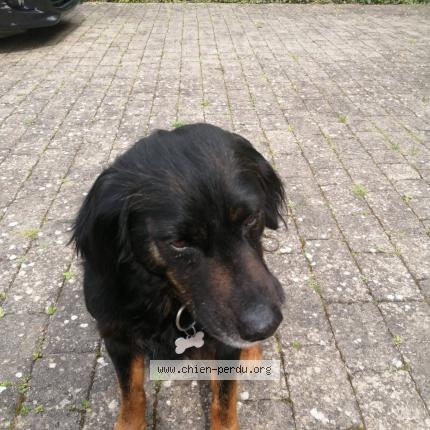 Photo 1/1 Kalou Chien lost in Rolleboise