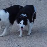 Picture of dog lost at Nimes