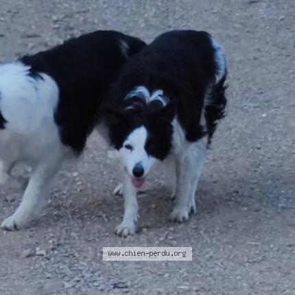 Photo 1/1 Fun Chien lost in Nimes