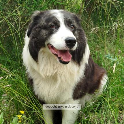 Photo 1/1 Maloke Chien lost in Cipieres