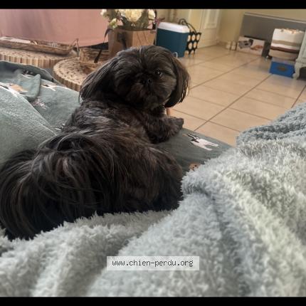 Photo 1/1 Tasha Chien lost in Digne les bains