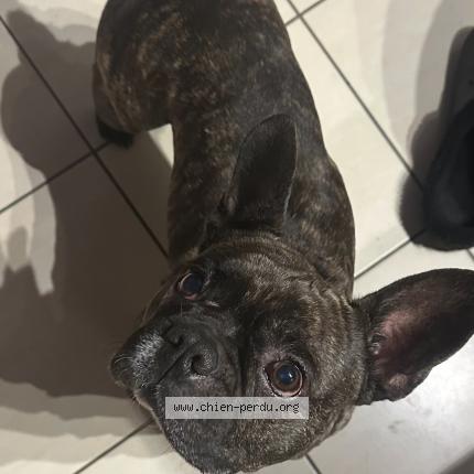 Photo 1/1 oscar Chien lost in Maine de boixe