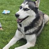 Picture of dog lost at Elancourt