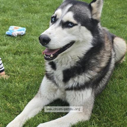 Photo 1/1 Skenzo Chien lost in Elancourt