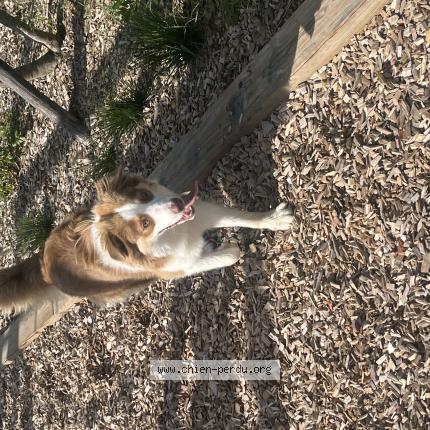 Photo 1/1 Found dog Found in Mesnil esnard