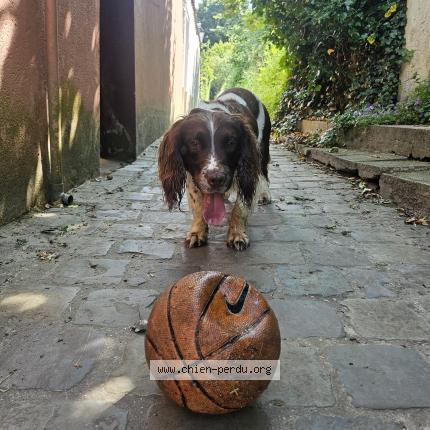 Photo 1/1 VASCO Dog lost in Bruxelles