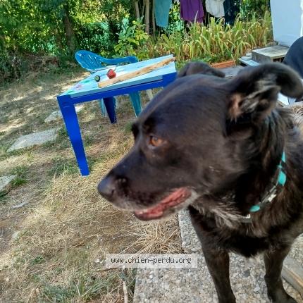 Photo 1/1 Found dog Found in Montesquieu volvestre