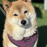 Picture of dog lost at Lormont