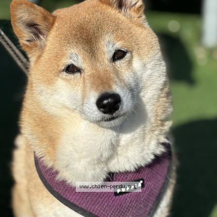 Photo 1/1 Maya Chien lost in Lormont