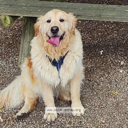 Photo 1/1 Skippy Chien lost in Labarthe