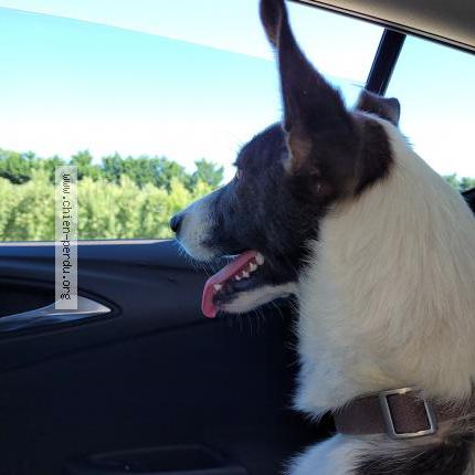 Photo 1/1 tara Chien lost in Saint saturnin les avignon