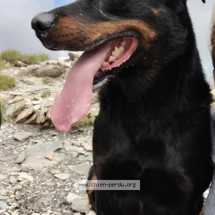 Photo 1/1 thomas bazy Chien lost in Forest st julien