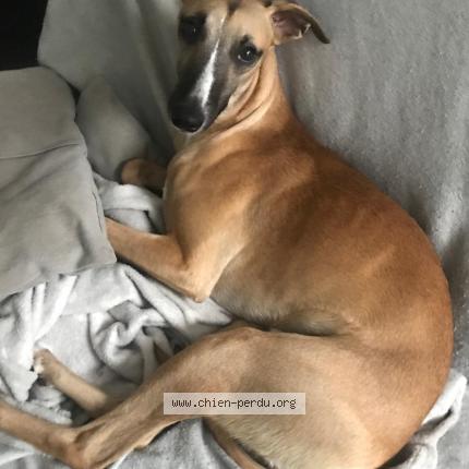 Photo 1/1 ulky Dog lost in Forges