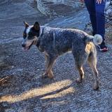 Picture of dog found at Lagorce