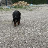 Picture of dog found at Hauville