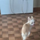 Picture of dog lost at Ouzouer Sur Trezee