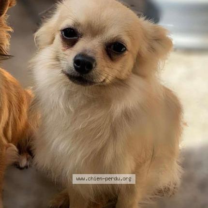 Photo 1/1 Ta&iuml;ro Dog lost in Domart en ponthieu