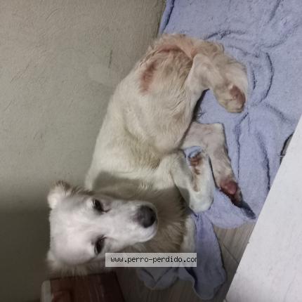 Photo 1/1 Found dog Found in Guayaquil