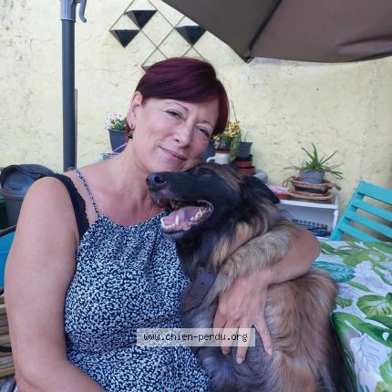 Foto 1/1 IRINA Hond vermist in Seraing Ougree