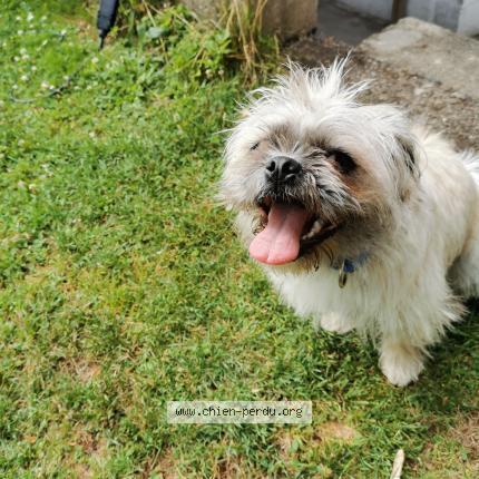 Foto van vermiste hond in Ougree