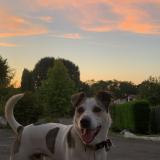 Picture of dog lost at Aicirits Camou Suhast