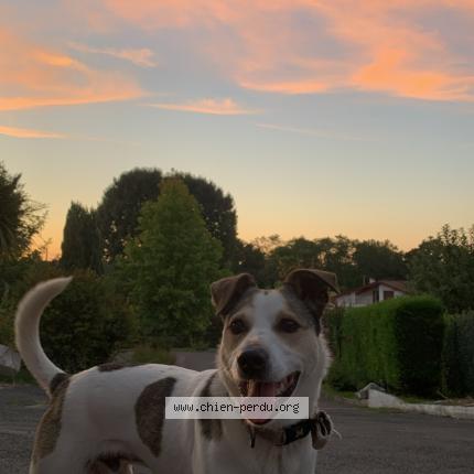 Photo 1/1 Tipia Chien lost in Aicirits camou suhast