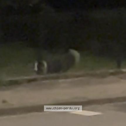 Photo 1/1 Found dog Found in Anoild