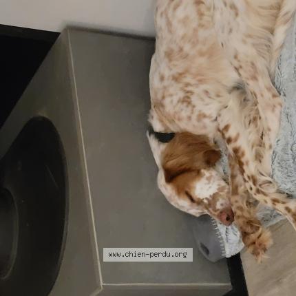 Photo 1/1 Luna Chien lost in Le temple sur lot