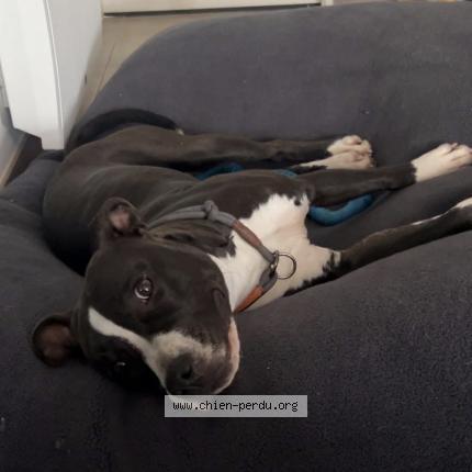 Photo 1/1 Vegas Chien lost in Sap en auge