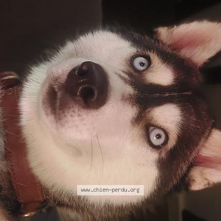 Photo 1/1 Alaska Chien lost in Saint germain d arce